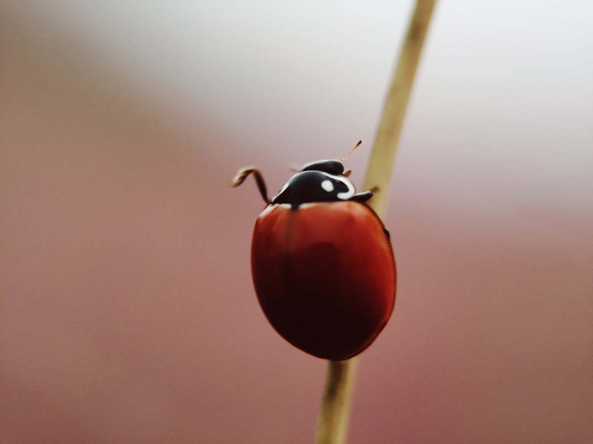 marco island selective focus photography of brown bug bell pepper